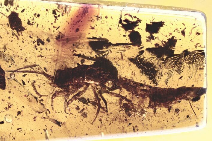 Detailed Fossil Bristletail (Machilidae) In Baltic Amber #330621
